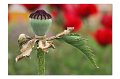 Mohn A 04